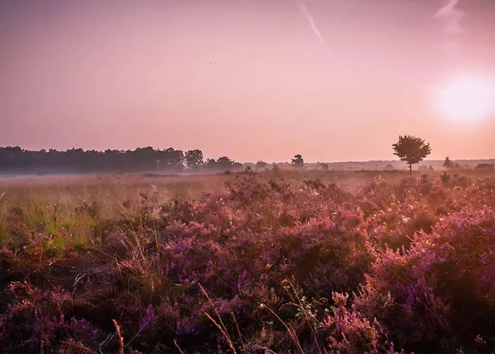 Veluwelodge Xl Met Grillhuis Chalet *